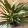 Aglaonema Cutlass in 6" Pot, Chinese Evergreen , Easy-Care Indoor Houseplant - Image 1