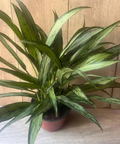 Aglaonema Cutlass in 6