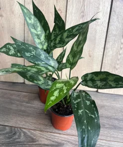 Aglaonema Maria, Aglaonema Tigress in 4