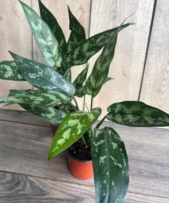 Aglaonema Maria, Aglaonema Tigress in 4