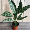 Aglaonema Maria, Aglaonema Tigress in 4" inches pot - Image 1