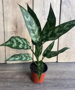 Aglaonema Maria, Aglaonema Tigress in 4