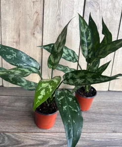 Aglaonema Maria, Aglaonema Tigress in 4