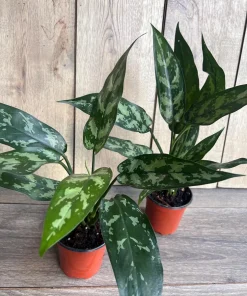 Aglaonema Maria, Aglaonema Tigress in 4