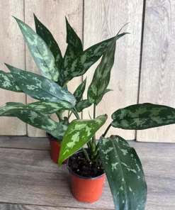 Aglaonema Maria, Aglaonema Tigress in 4