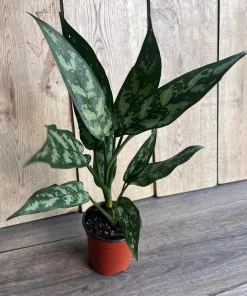 Aglaonema Maria, Aglaonema Tigress in 4