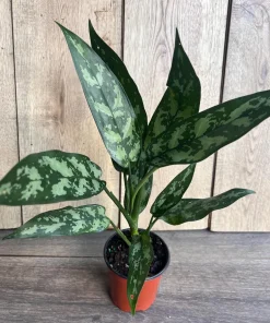 Aglaonema Maria, Aglaonema Tigress in 4