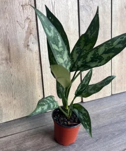 Aglaonema Maria, Aglaonema Tigress in 4