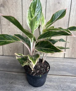 Aglaonema Pink Siam, Variegated Foliage in 6
