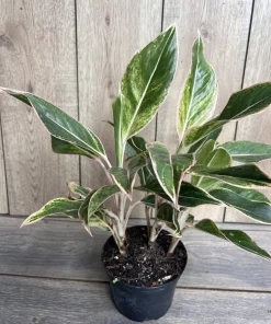 Aglaonema Pink Siam, Variegated Foliage in 6