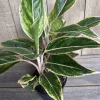 Aglaonema Pink Siam, Variegated Foliage in 6" Pot - Image 1