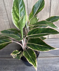 Aglaonema Pink Siam, Variegated Foliage in 6