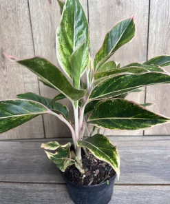 Aglaonema Pink Siam, Variegated Foliage in 6