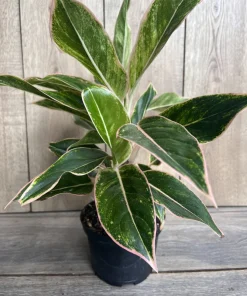 Aglaonema Pink Siam, Variegated Foliage in 6
