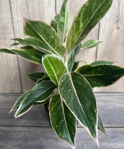 Aglaonema Pink Siam, Variegated Foliage in 6