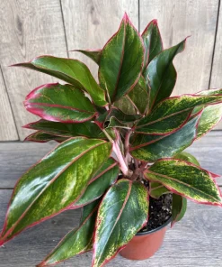 Aglaonema Siam Aurora Plant in 6
