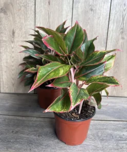 Aglaonema Siam Aurora Plant in 6