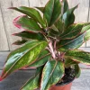 Aglaonema Siam Aurora Plant in 6" Pot - Image 1