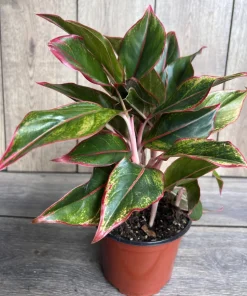 Aglaonema Siam, Siam Aurora Aglaonema in 6