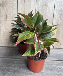Aglaonema Siam, Siam Aurora Aglaonema in 6