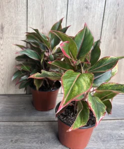 Aglaonema Siam, Siam Aurora Aglaonema in 6