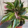 Aglaonema Siam, Siam Aurora Aglaonema in 6" Pot - Image 1
