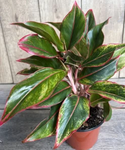 Aglaonema Siam, Siam Aurora Aglaonema in 6
