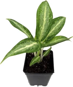 Aglaonema White Rain Chinese Evergreen Live Plant – 2.5" Pot – Low Light Indoor - Image 2