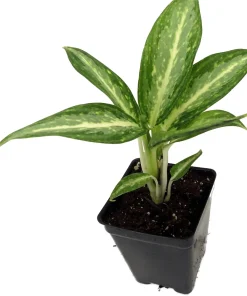 Aglaonema White Rain Chinese Evergreen Live Plant – 2.5
