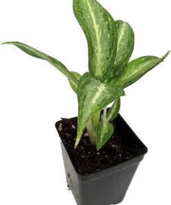 Aglaonema White Rain Chinese Evergreen Live Plant – 2.5