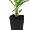 Aglaonema White Rain Chinese Evergreen Live Plant – 2.5" Pot – Low Light Indoor - Image 1