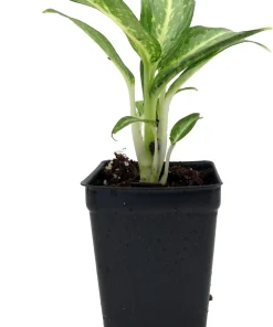 Aglaonema White Rain Chinese Evergreen Live Plant – 2.5