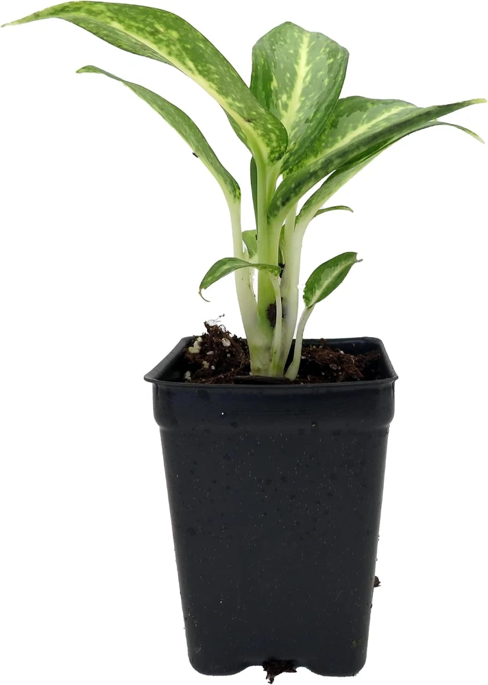 Aglaonema White Rain Chinese Evergreen Live Plant – 2.5" Pot – Low Light Indoor - Image 1