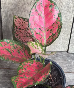 Aglaonema Wishes, Red Valentine in 4" Pot - Image 2