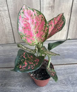 Aglaonema Wishes, Red Valentine in 4