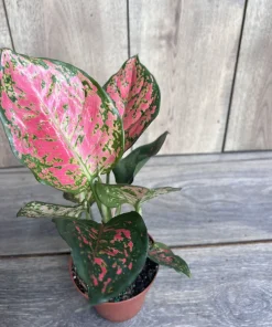 Aglaonema Wishes, Red Valentine in 4