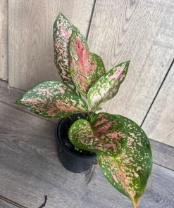 Aglaonema Wishes, Red Valentine in 4