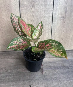 Aglaonema Wishes, Red Valentine in 4