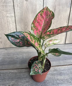 Aglaonema Wishes, Red Valentine in 4