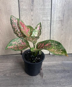 Aglaonema Wishes, Red Valentine in 4