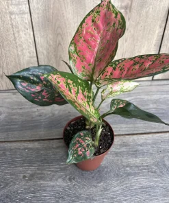 Aglaonema Wishes, Red Valentine in 4