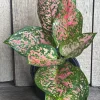Aglaonema Wishes, Red Valentine in 4" Pot - Image 1