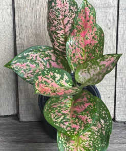 Aglaonema Wishes, Red Valentine in 4
