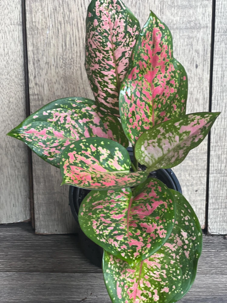 Aglaonema Wishes, Red Valentine in 4" Pot - Image 1