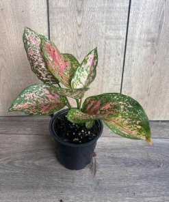 Aglaonema Wishes, Red Valentine in 4