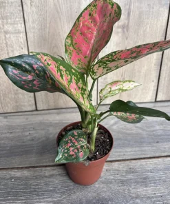 Aglaonema Wishes, Red Valentine in 4