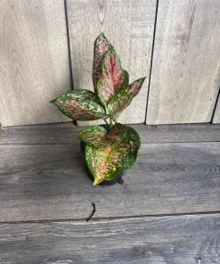Aglaonema Wishes, Red Valentine in 4