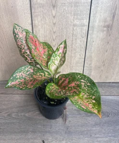 Aglaonema Wishes, Red Valentine in 4