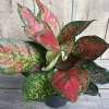 Aglaonema Wishes, Red Valentine in 4" Pot - Image 1