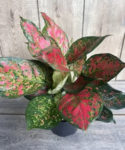 Aglaonema Wishes, Red Valentine in 6" Pot - Image 2